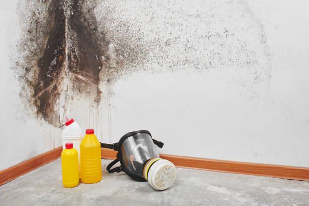 Best Affordable Mold Removal  in Myrtle Point, OR