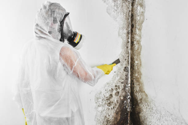 Best Residential Mold Removal  in Myrtle Point, OR