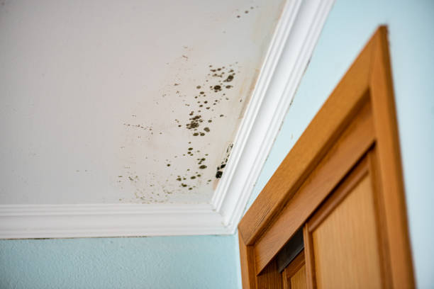 Best Toxic Mold Removal  in Myrtle Point, OR