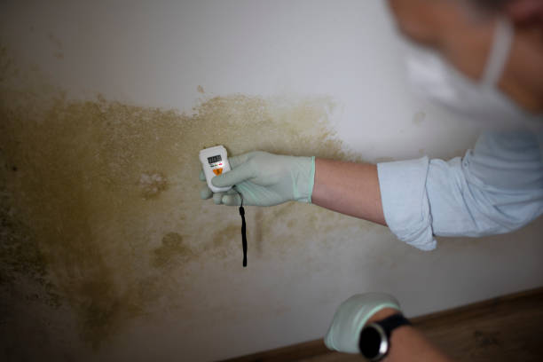 Best Mold Testing  in Myrtle Point, OR