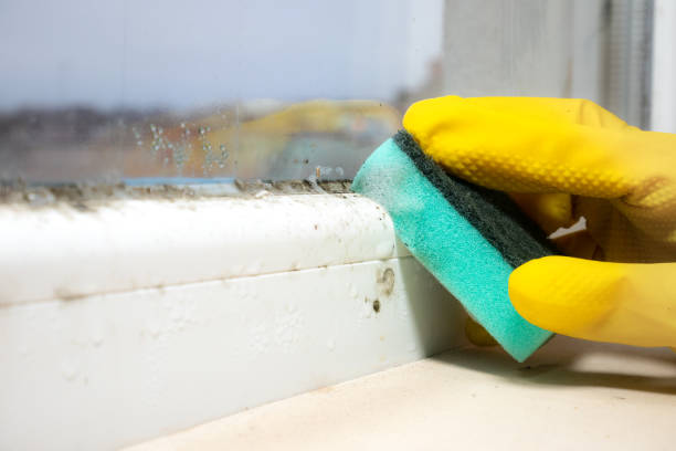 Best Black Mold Removal  in Myrtle Point, OR