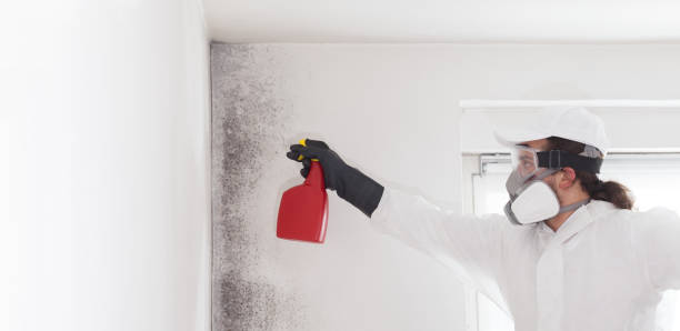 Best Office Mold Removal Services  in Myrtle Point, OR
