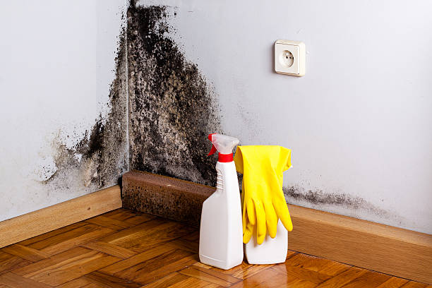Professional Mold Removal in Myrtle Point, OR