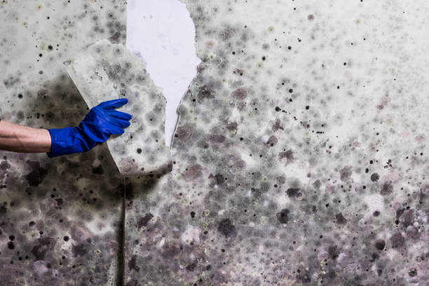 Best Best Mold Removal Companies  in Myrtle Point, OR
